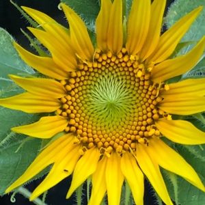 Meet your Posher, Sonja